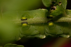 tomato worm-img_828407